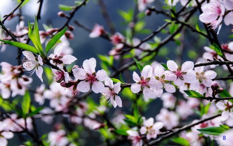 Vẻ đẹp hoa đào các vùng miền Việt Nam